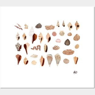 Shells Posters and Art